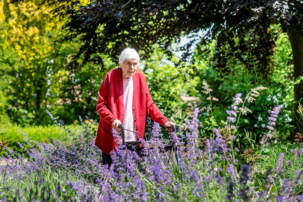 Seniorin mit weißem Haar und roter Strickjacke geht mit einem Rollator durch einen blühenden Garten mit lila Blumen und viel grünem Bewuchs. Im Hintergrund sind Bäume und Sträucher zu sehen.