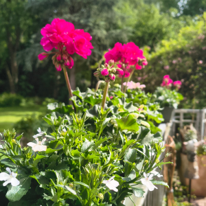 Frühlingsblumen auf der Terrasse einer Pflegeeinrichtung der Franziskus GmbH