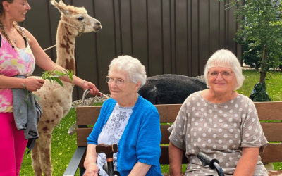 Alpakabesuch im Franziskus-Haus