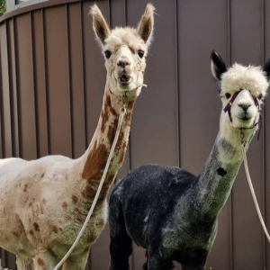 Zwei Alpakas stehen im Garten des Franziskus-Hauses während eines tiergestützten Besuchs.