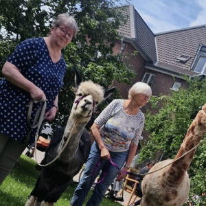 Zwei Personen führen zwei Alpakas bei einem tiergestützten Besuch durch den Garten der Pflegeeinrichtung.