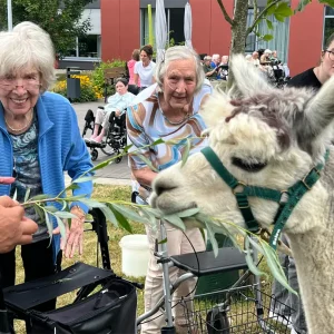 Seniorinnen füttern ein Alpaka mit frischen Zweigen bei einem tiergestützten Besuch im Seniorenheim.