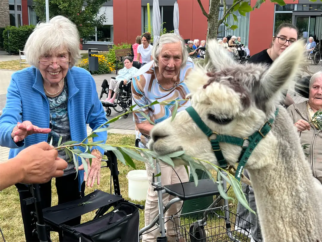 Seniorinnen füttern ein Alpaka mit frischen Zweigen bei einem tiergestützten Besuch im Seniorenheim.