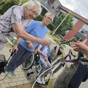 Bewohnerin füttert ein Alpaka mit Blättern beim Alpakabesuch im Seniorenheim.