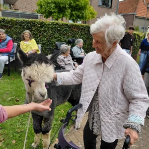 Eine ältere Frau mit Rollator streichelt ein graues Alpaka am Hals, während eine weitere Person ihm Futter auf der Hand anbietet.