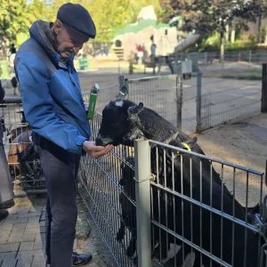 Ein älterer Mann in blauer Jacke füttert eine Ziege über den Gehegezaun aus seiner Hand.