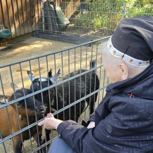 Eine ältere Frau hält zwei Ziegen ihre offene Hand durch den Gehegezaun entgegen.
